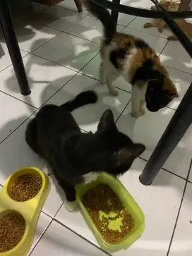 Kucing peliharaan gratis