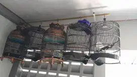 Kandang bulet perkutut