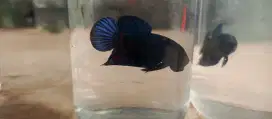 Ikan cupang bagan atau aduan
