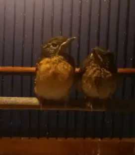 Jual anakan burung murai