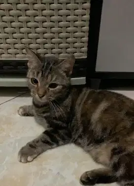 Kucing Muchkin Betina Proven