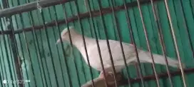 Burung Perkutut Putih Lurik