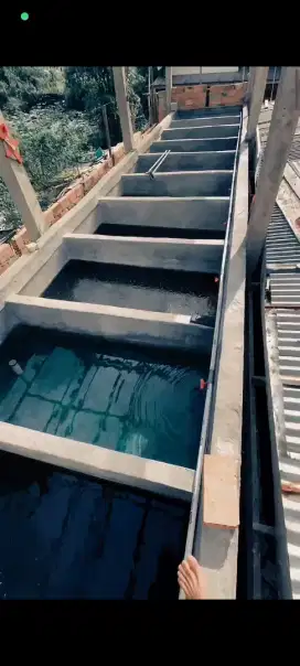Bibit ikan lele