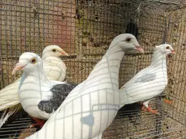Merpati pos dan endmik