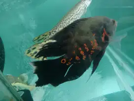 Ikan Oscar slayer