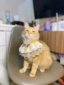 Persia Medium Oren Oyen Super Gembul