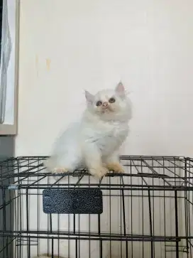 Persia White Solid Bulu kapas Kitten Free Indukan