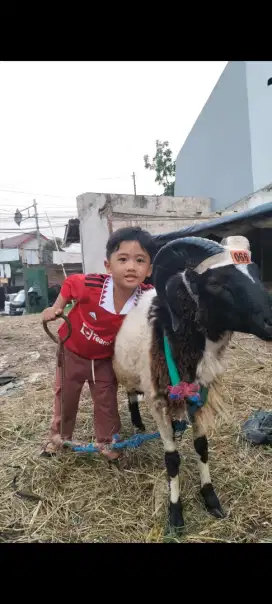 Murah dan amanah Sapi domba qurban hanya 2,3 jutaan di bandung raya