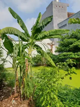 Jual Tanah Surabaya Lebak Timur