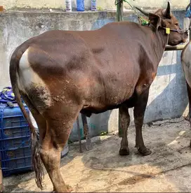 JUAL SAPI QURBAN