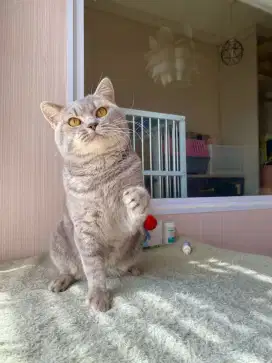 BSH British Shorthair Blue Golden tabby BigBone Pacak