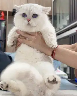 for sale munchkin silver