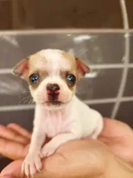 Anak anjing Chihuahua betina dan jantan