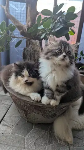 Kitten Persia Bulu Panjang Usia 3 Bulan