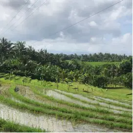 Di jual tanah view sawah dan gunung di tabanan