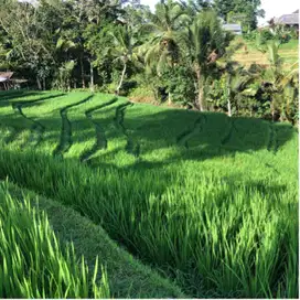 Tanah kebun view sawah dan gunung murah di tabanan