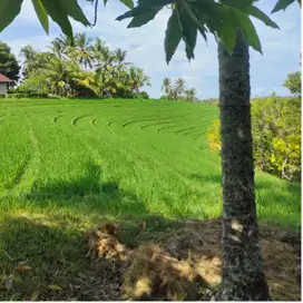 Tanah kebun view sawah dan sungai dekat pantai di tabanan
