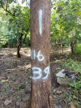 kayu jati emas dijual borongan