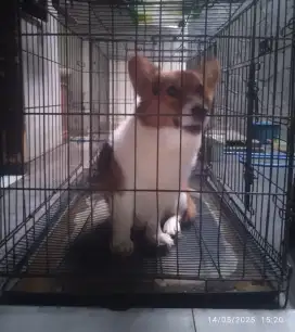 Corgi betina 3tahun, simetris, plus kandang 90cm