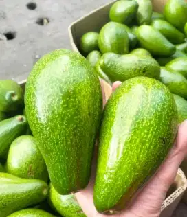 Alpukat Mentega Siger Medan, Jual Partaian pengiriman Medan