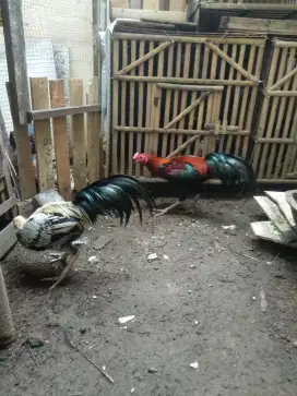 Jual ayam Jago Bangkok wido, Mangon, blorok. (Peliharaan sendiri).