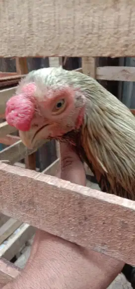 Pakcek asel parrot ori no minus