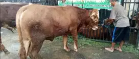 Sapi Limousin Super 500kg Up