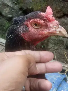 Ayam Bangkok Babon jumbo