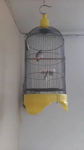 Jual kandang love bird bonus crucukan