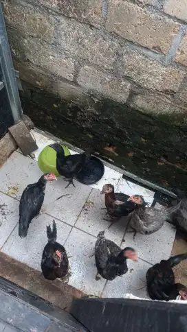 Dijual Ayam Kampung