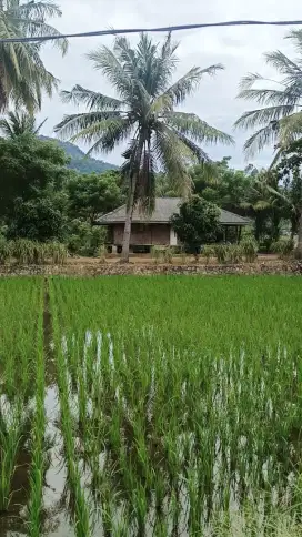 DIJUAL TANAH SUKABUMI LOJI PELABUHAN RATU