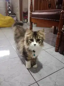 Kucing Jantan Munchkin Persia