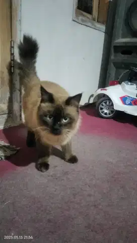 Kucing kitchen himalaya
