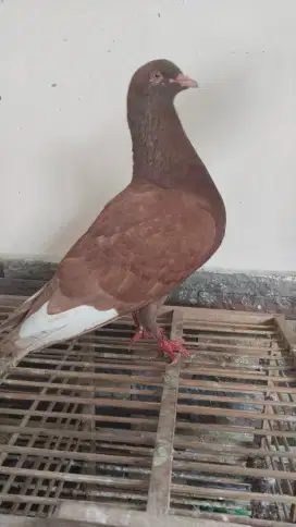 Merpati kolong cc dor