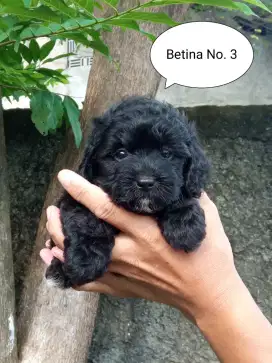 Jual Anakan anjing Pompo (Pom x Poodle)