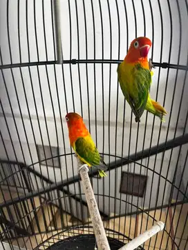 Indukan lovebird