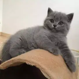 DIJUAL KUCING BRITISH SHORTHAIR