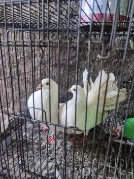 Burung merpati/ dara kipas sepasang