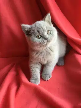 DIJUAL KUCING BRITISH SHORTHAIR
