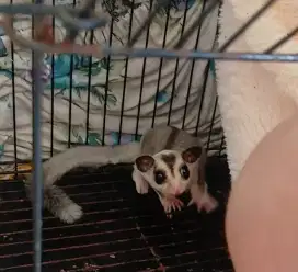 Sugar glider moz jantan