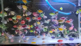 Ikan Glowfish Slayer warna warni edisi kolektor