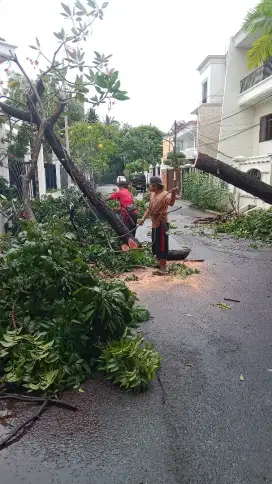 Jasa tebang pohon