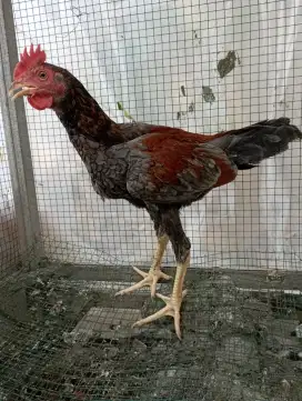 Ayam kampung  jago muda