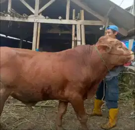 Hewan Qurban Sapi Limousin Premium