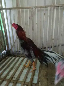 Ayam Jago Bangkok Klawu 1 thn lebih