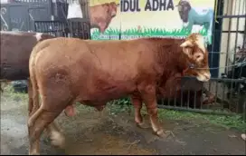 Hewan Qurban Sapi Limousin