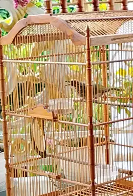 cucak rawa DNA betina trah hutan cucak rowo DNA betina trah hutan