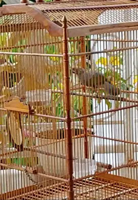 cucak rawa cucak rowo sepasang