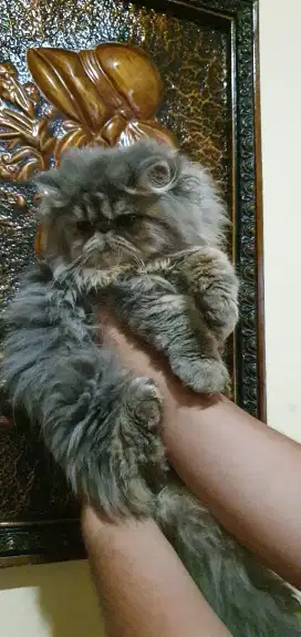Persia peaknose betina