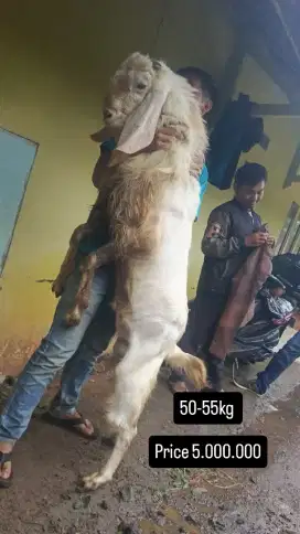 Hewan Qurban Kambing Etawa Super